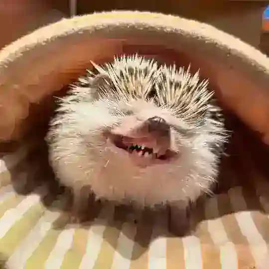 ЩП‼️House of Hedgehogs🦔🦔🦔