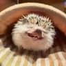 ЩП‼️House of Hedgehogs🦔🦔🦔