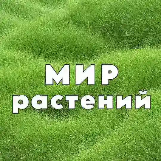Мир Растений 🌳 дача