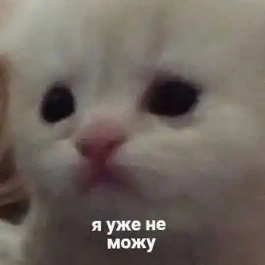 Культ Фиалыча и Стиви 18+ полу-рест