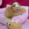 [НАБОР В АДМИНЫ] @ຕ𑄈ִթ᥋𝕜υ᜔ׂꫀ ᥋𐌱υ᜔ׂн︩︪𝕜υ᜔ׂ 𝕜φ🐾