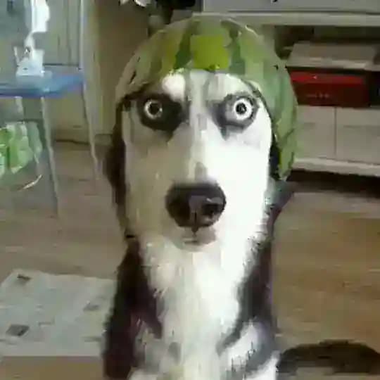 搞笑|沙雕|每日一笑