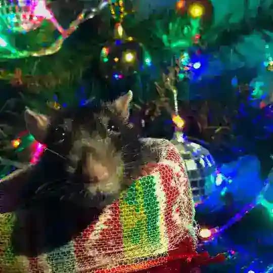 Крысиные делишки🐀