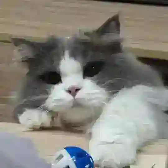 【西红柿的能量补给站】
