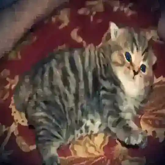 @ ДОМАШНИЕ ЖИВОТНЫЕ || CF