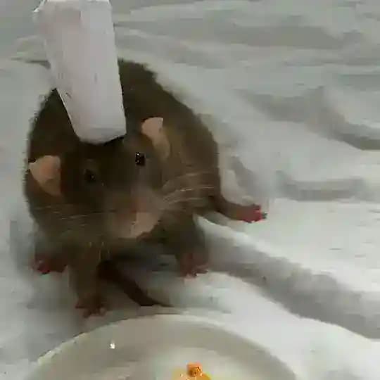 Kadratt