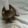 Kadratt