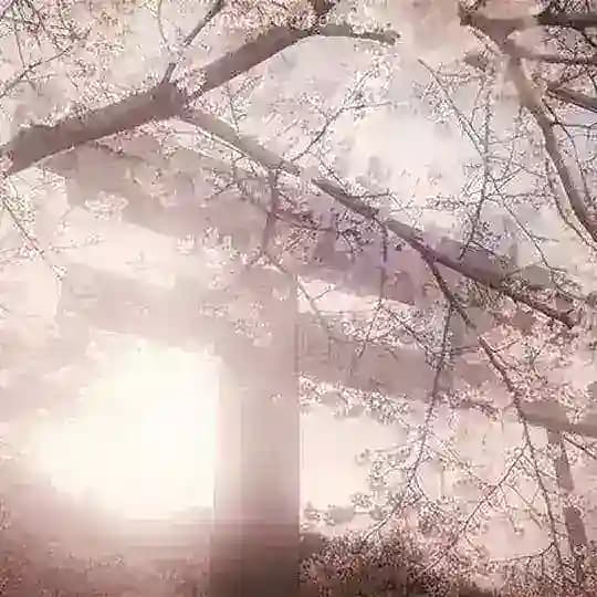 𝒫 𝚛𝚒𝚌𝚎 @KinouToShinkou
