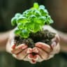 🌱 Kiss the Ground Italia