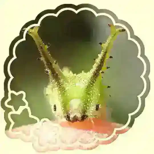 meadoW.net