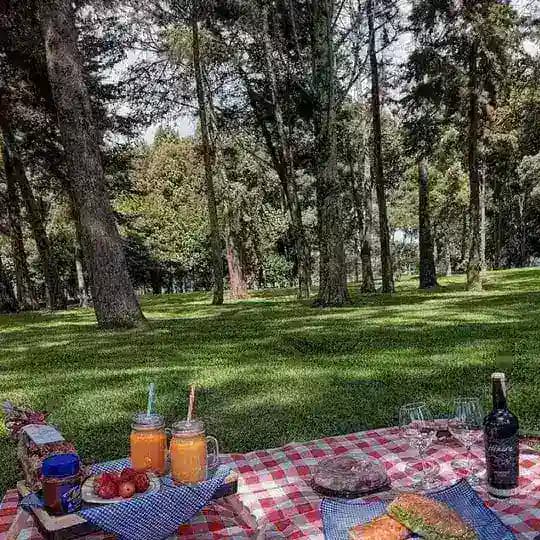 درخت انجیر قلعهی ماچوپیچو