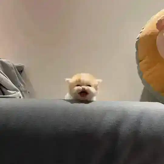 ππππ (ππππ πππππ)