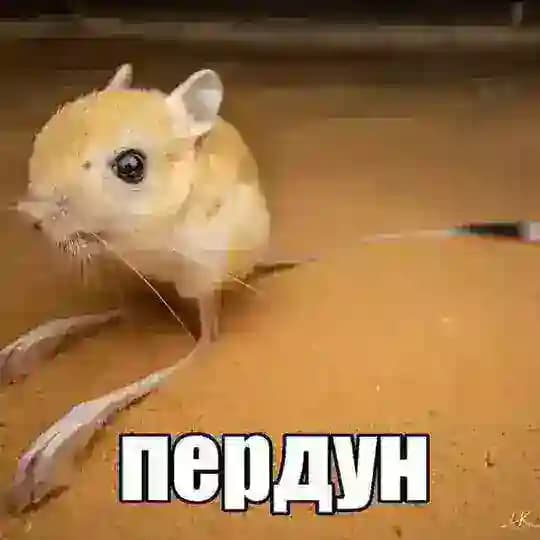 пруфы mistakeGifts