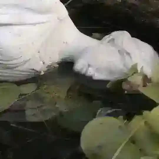 Mossed Sounds