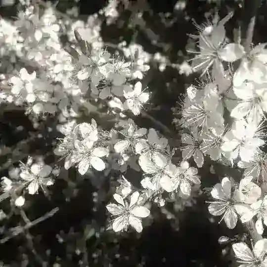 Дуρκᥲ ᧘ᥙᥴяᴛ🌿