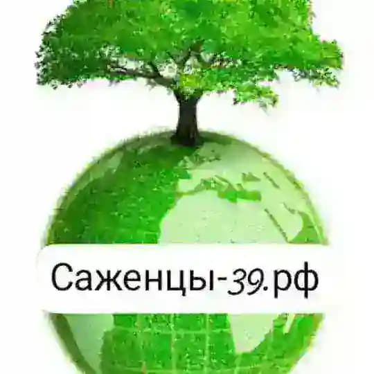 🍀Саженцы-39🌿