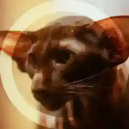 ‼️[ 2 дня вп ] 𓃠 Oʀɪᴇɴᴛᴀʟ Cᴀᴛ ˢᵗᵘᵈᶦᵒ ࿐