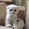 ρiᥲr | чаты/каналы