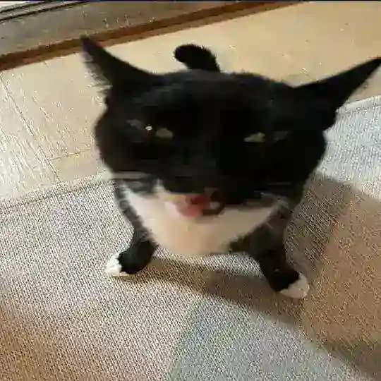 (ПОЛУРЕСТ ОТ ВП) 𓏵 pets confession ࣪ | ͜͝🐾