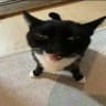 (ПОЛУРЕСТ ОТ ВП) 𓏵 pets confession ࣪ | ͜͝🐾