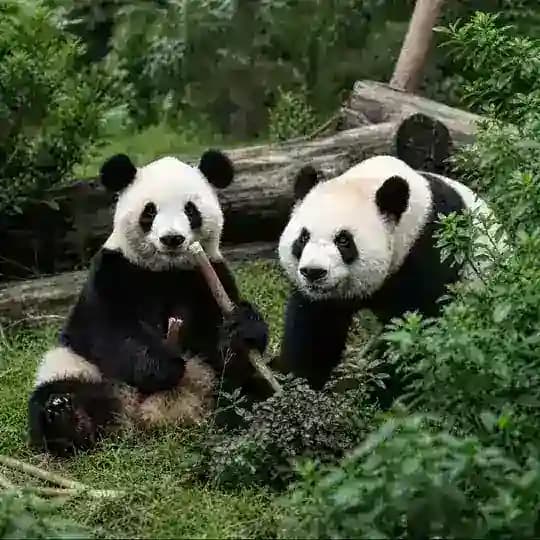 Ping Ping and Fu Shuang | $熊猫 | CTO
