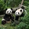 Ping Ping and Fu Shuang | $熊猫 | CTO