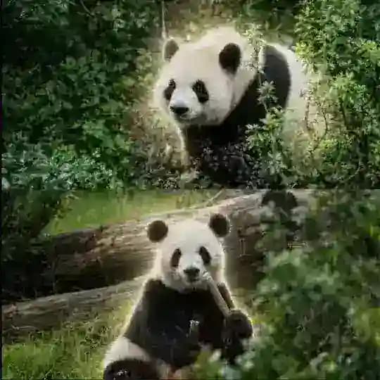 PingPingand FuShuang
