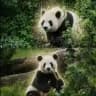 PingPingand FuShuang