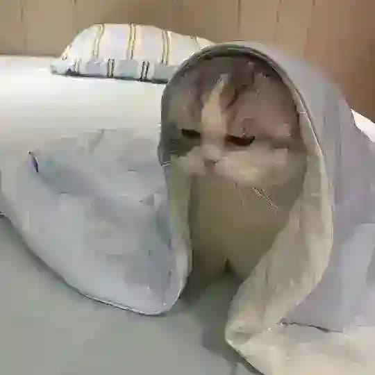 ππππππΌππππ π½πΌππ