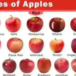 Cf Appel 🍎 Profile
