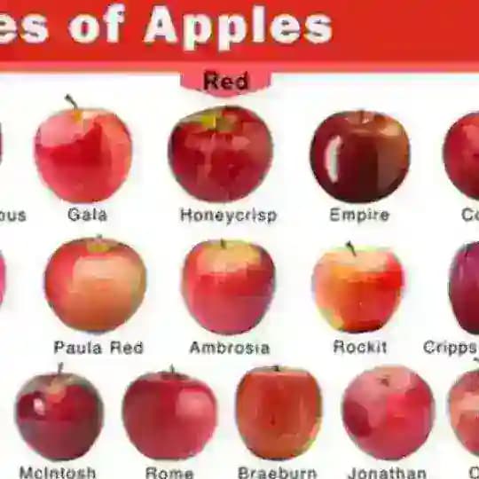 Cf Appel 🍎
