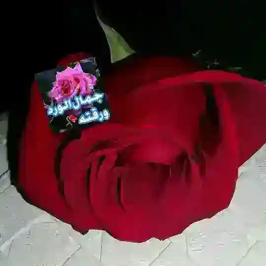 🌹جمال الورد ورقته 7r🌹
