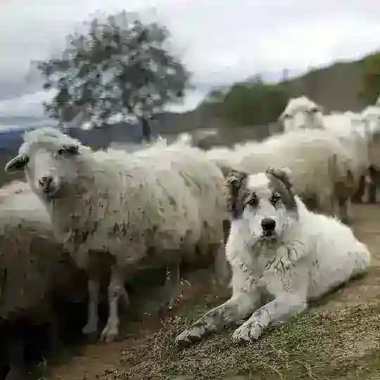 Sheepdog Craft