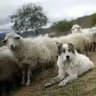 Sheepdog Craft