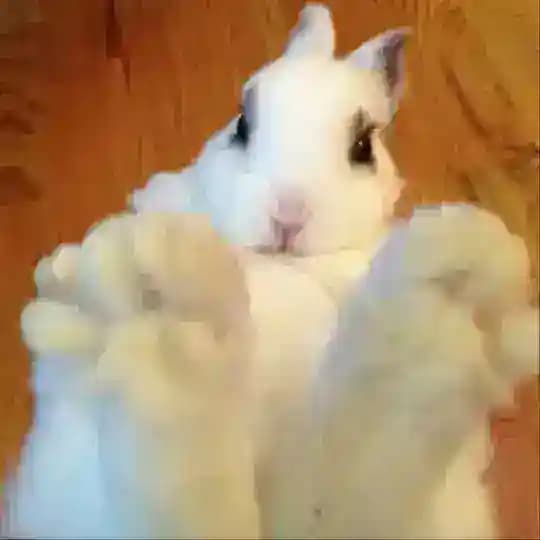 ｡•Чаепитие шуши ˎˊ˗