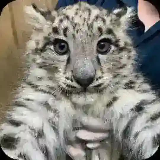 Snow Leopards confession ๐พ๐จ