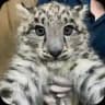 Snow Leopards confession 🐾🌨