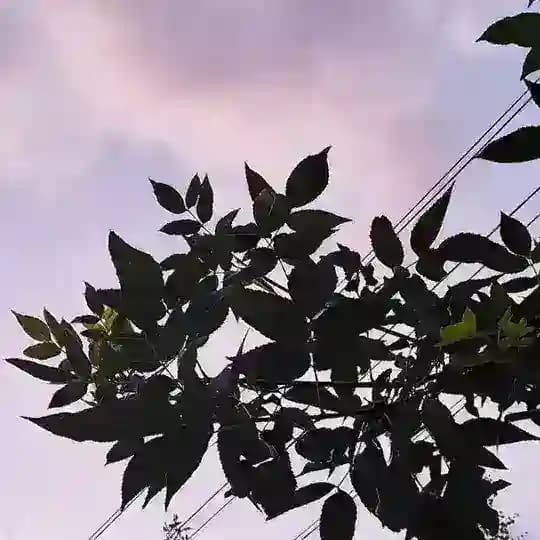🌿[РЕСТ] Садик Ванильки🖤