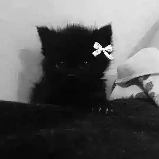 ЗВЁЗДЫ ОТ МИШКИ