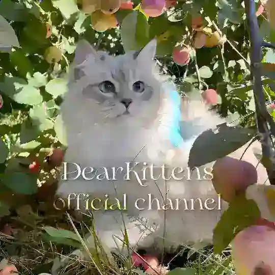 ✧ 𝐷𝑒𝑎𝑟𝐾𝑖𝑡𝑡𝑒𝑛𝑠 ✧