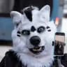 Arctic Wolf 🔹 Life