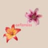 aefloralss