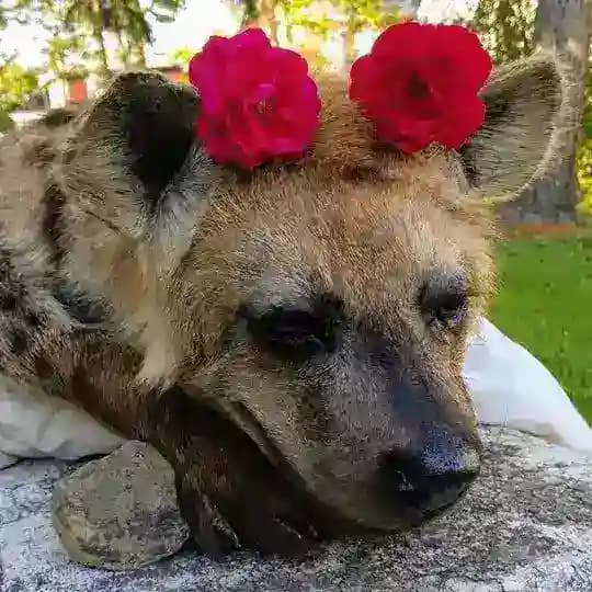 Акума дурак