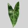 Alice's plants