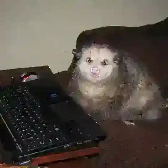 анчутка!!