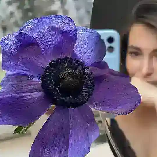 ANNA fleurs