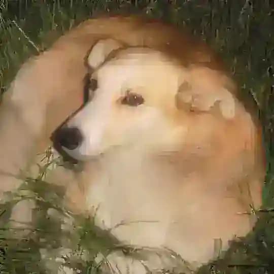 Щенок в бетоне