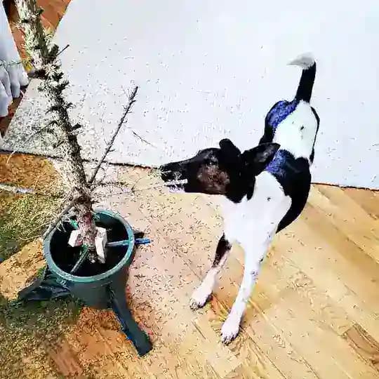 Собака архитектора 🐕
