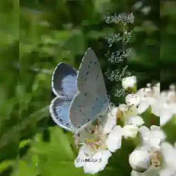 أثـرُ الفـ🦋ـراشَة | أُرَيَّا✨ Profile