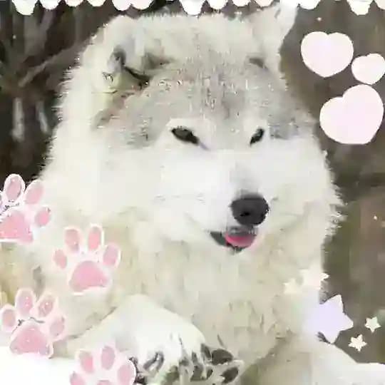[рест] wolche